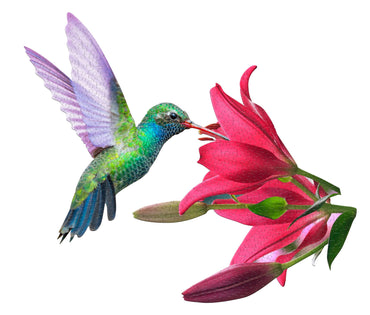 Hummingbird Display 300